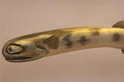telescope fish|Telescope Fish: Wiki, Interesting Facts & Other Questions.